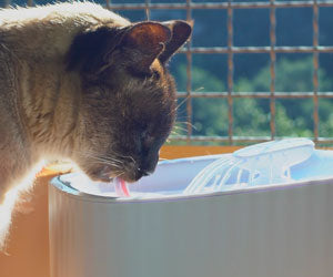 Starlyf Pet Fountain a 49,99€